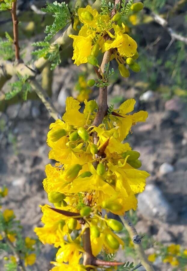 Parkinsonia praecox 7
