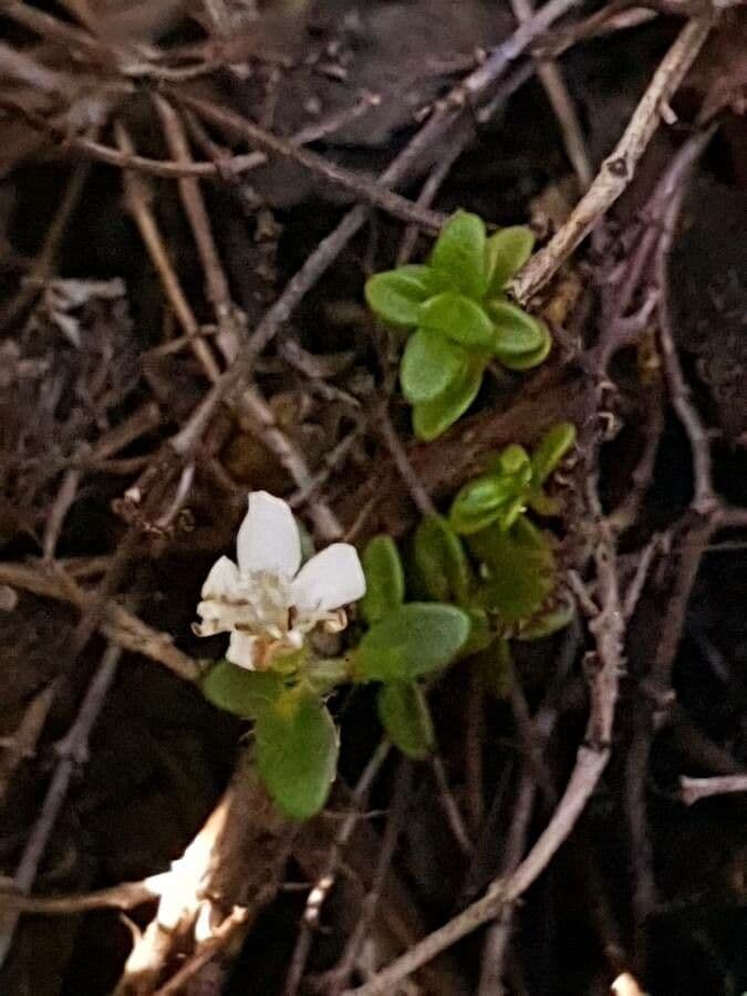 Arenaria biflora 15