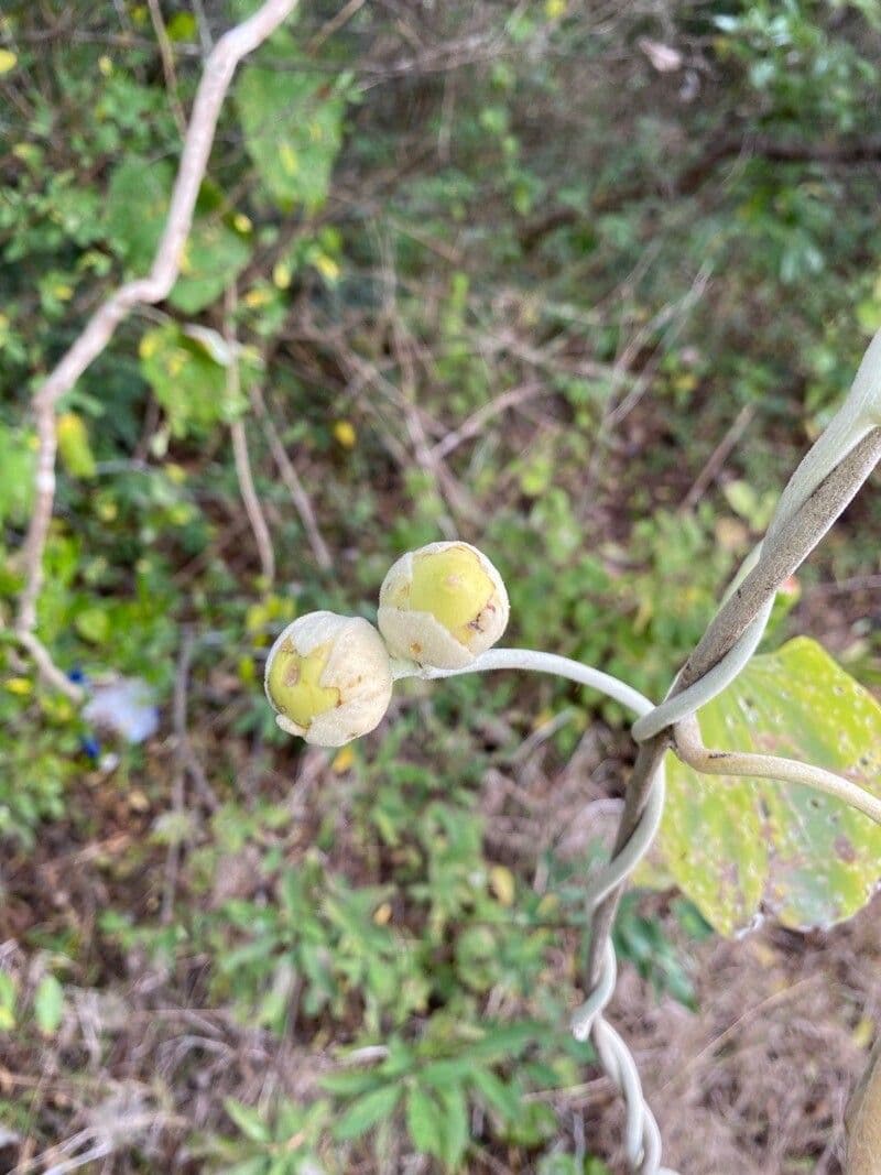 Argyreia 3