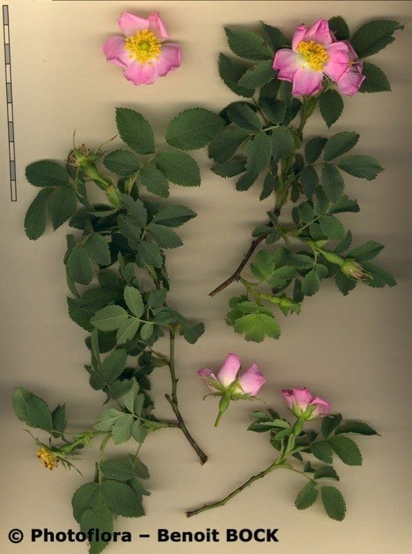 Rosa tomentosa 27