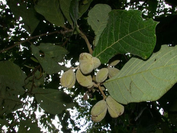 Dichapetalum 18
