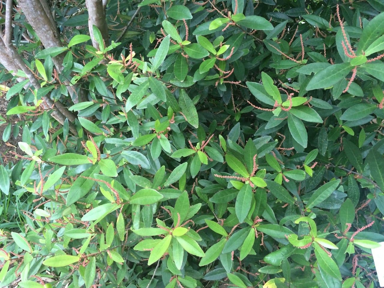 Acalypha 22