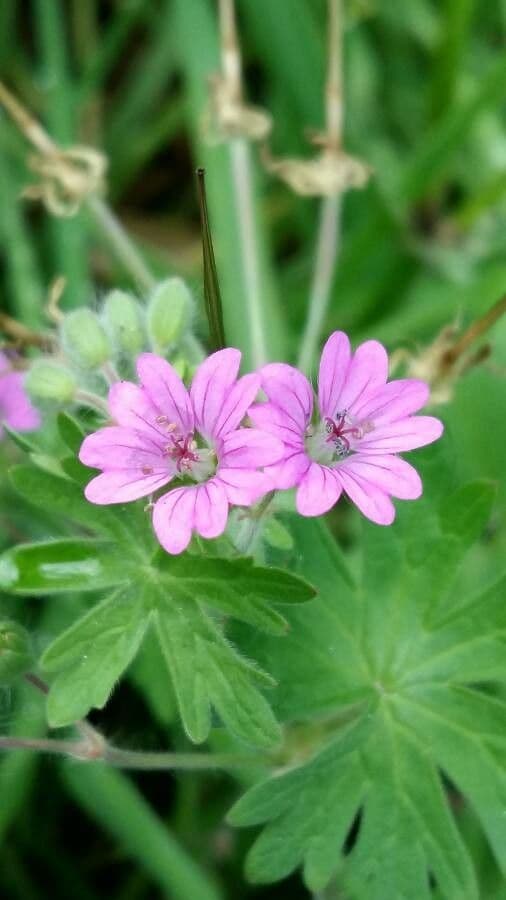 Géranium fluet 6