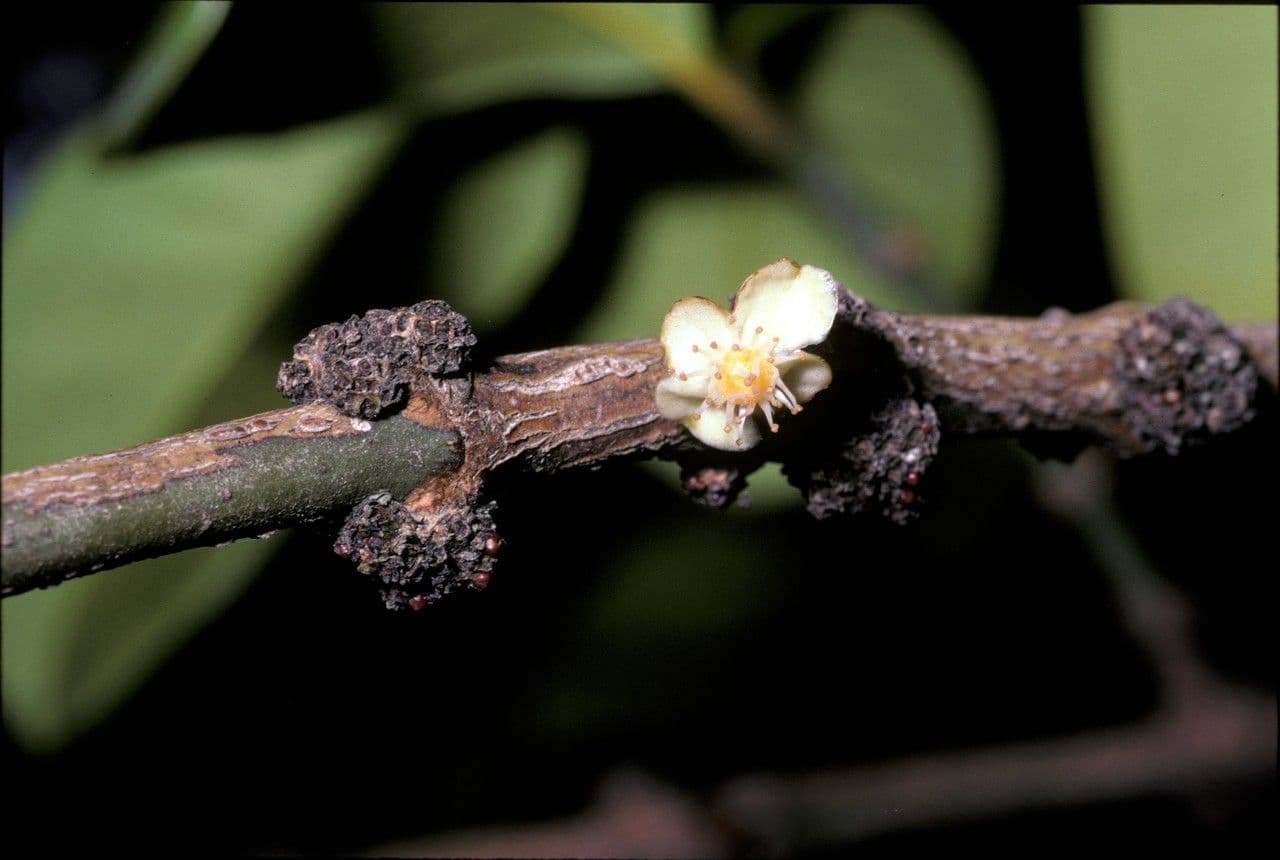 Garcinia 3