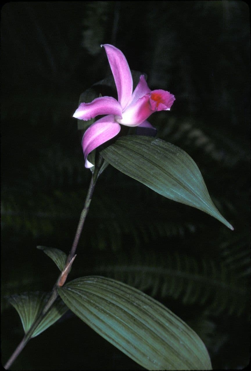 Sobralia