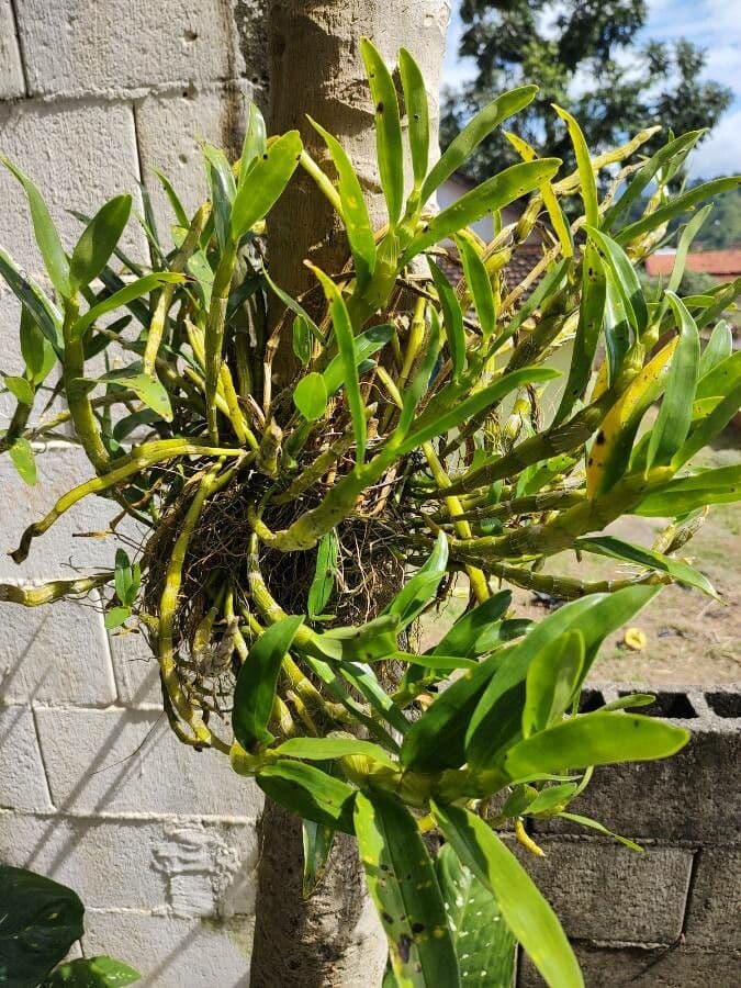 Epidendrum 10
