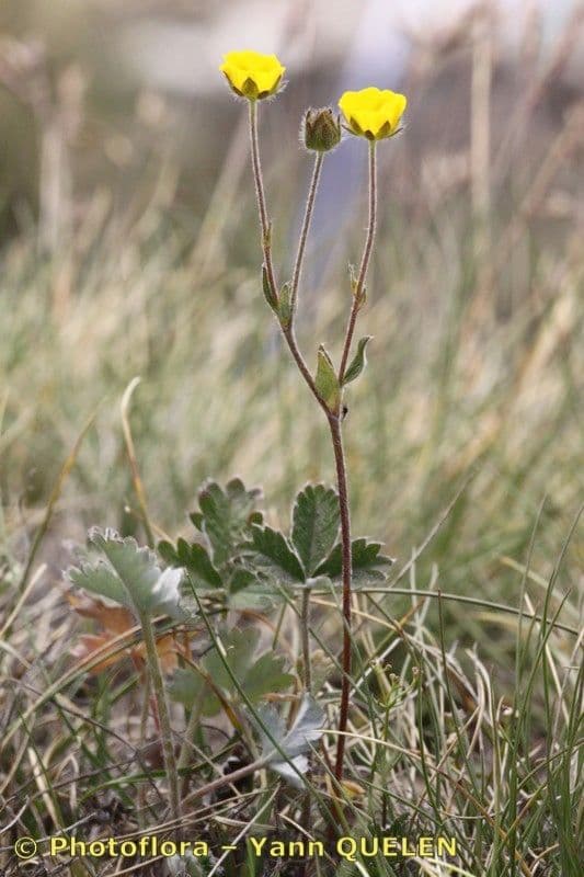 Potentilla nivea 8