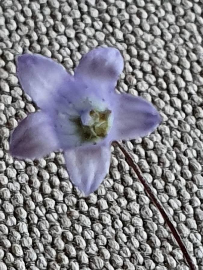 Vahlenbergia 3
