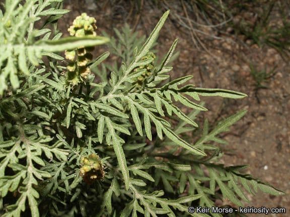 Bur ragweed 6