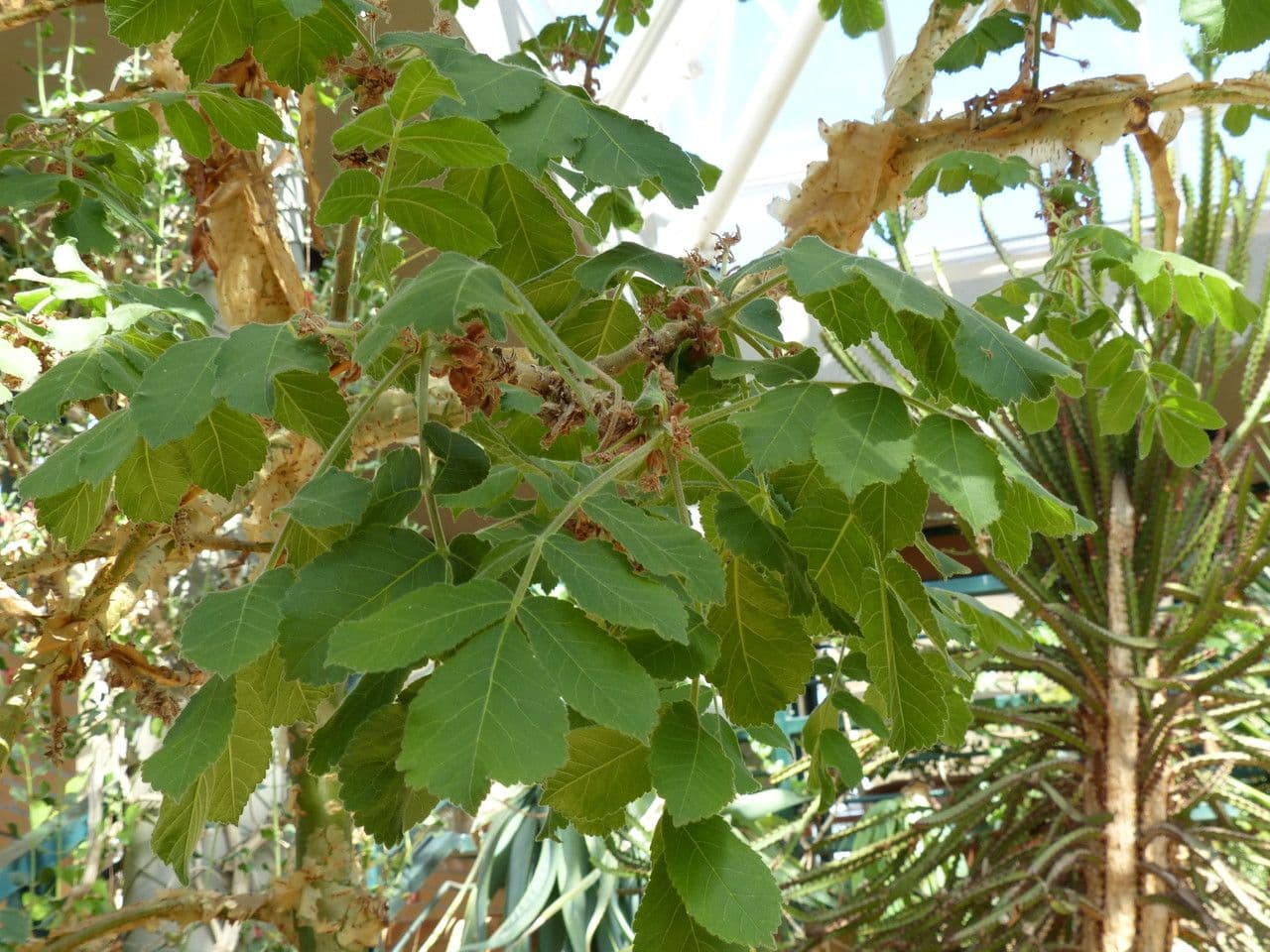 Commiphora 3