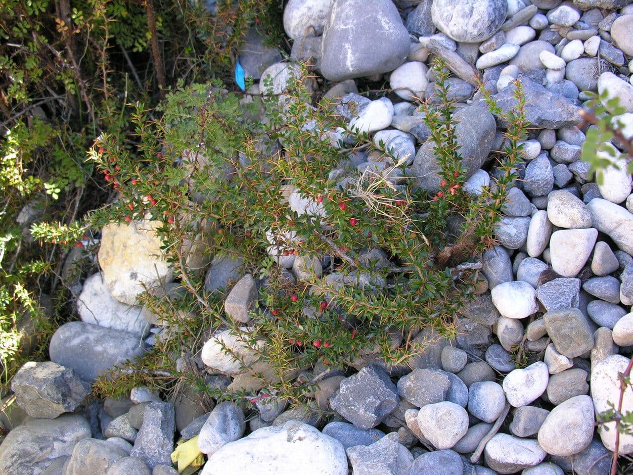 Berberitze 3