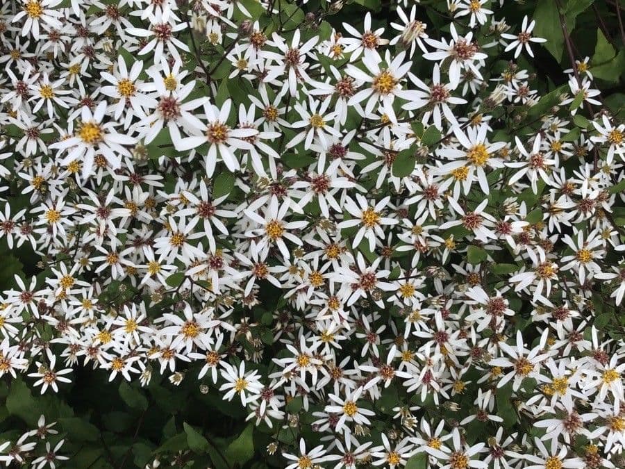 Aster divariqué 7