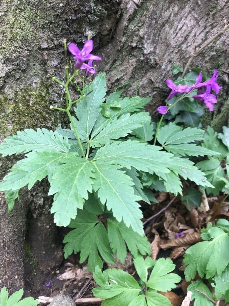 Cardamine 9