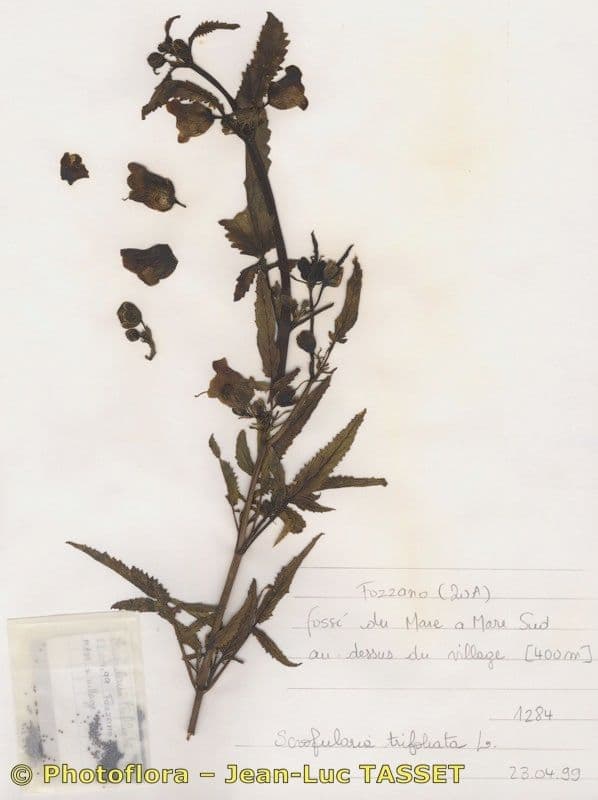 Scrophularia 8