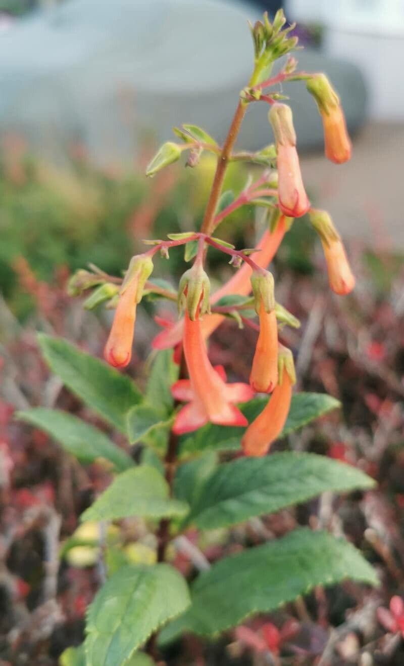 Phygelius 18