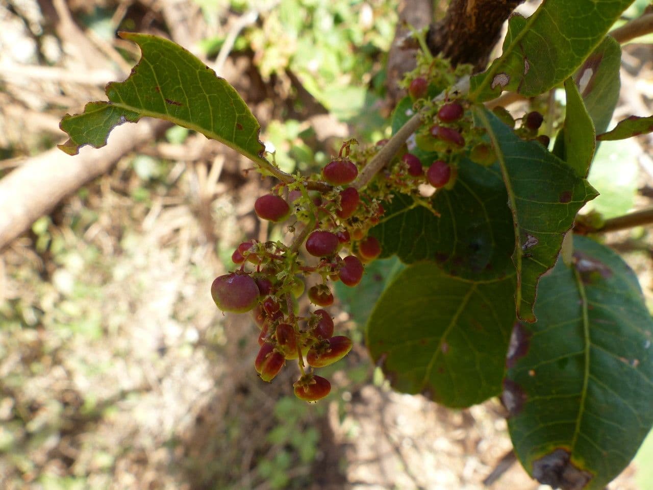Searsia natalensis 29