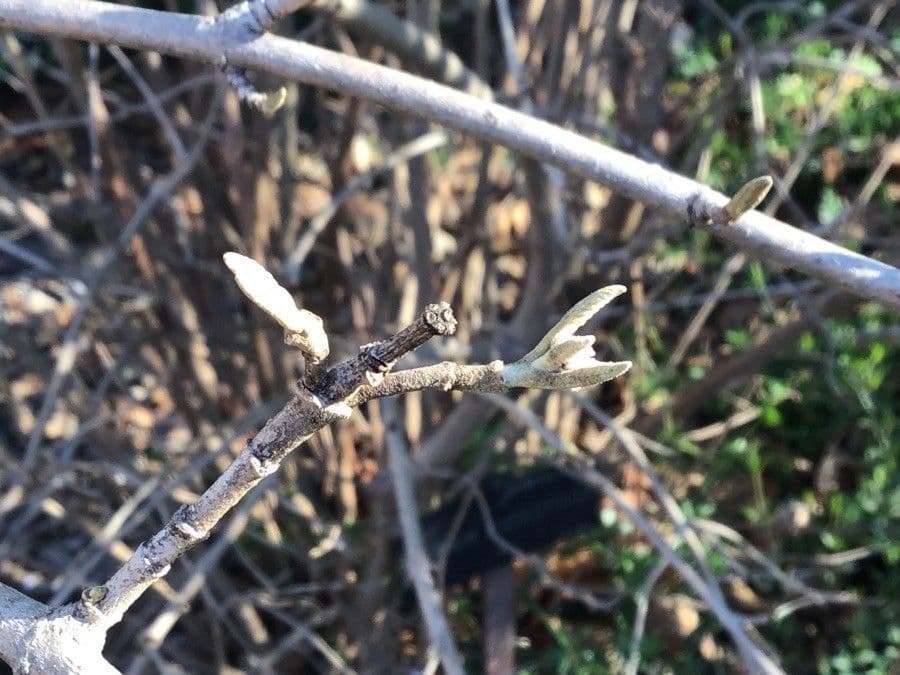 Buddlejaleaf viburnum 7