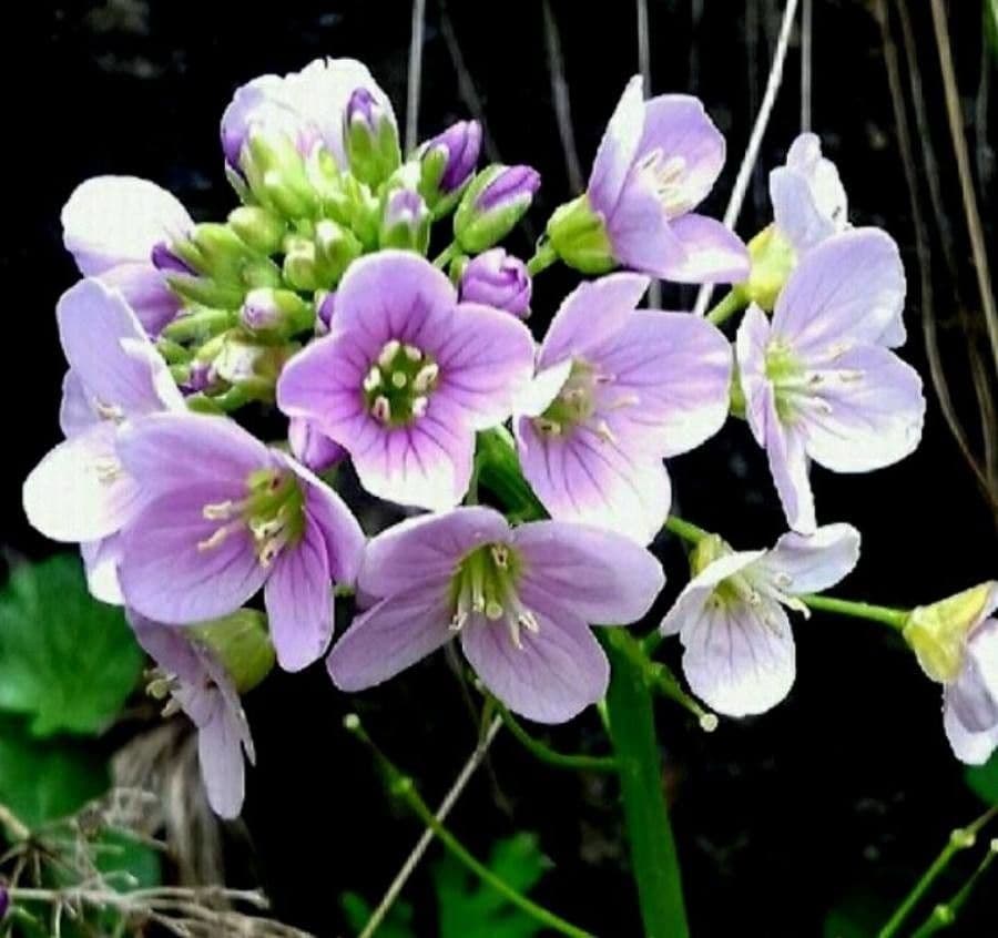 Cardamine raphanifolia 9