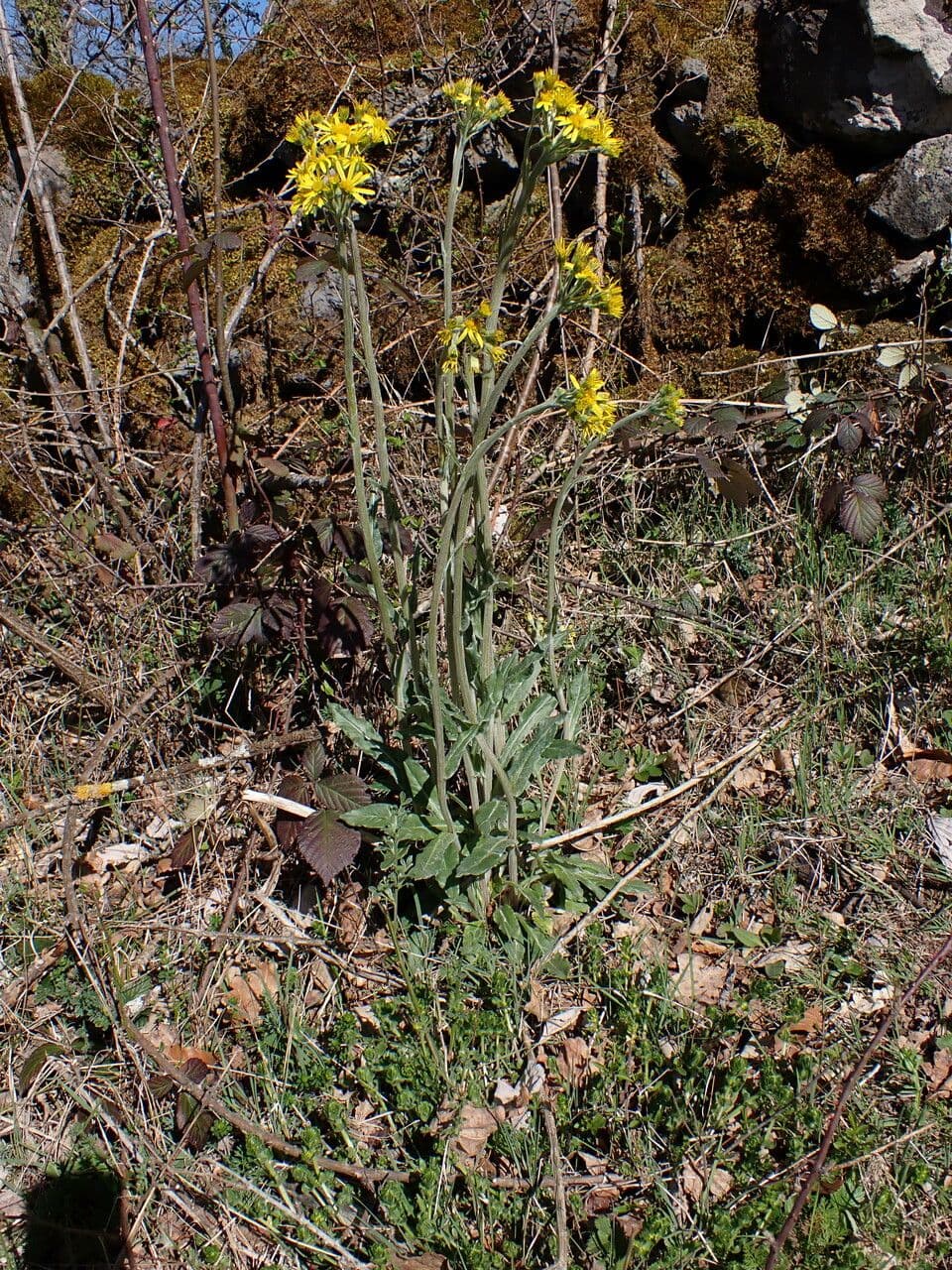 Tephroseris helenitis 16