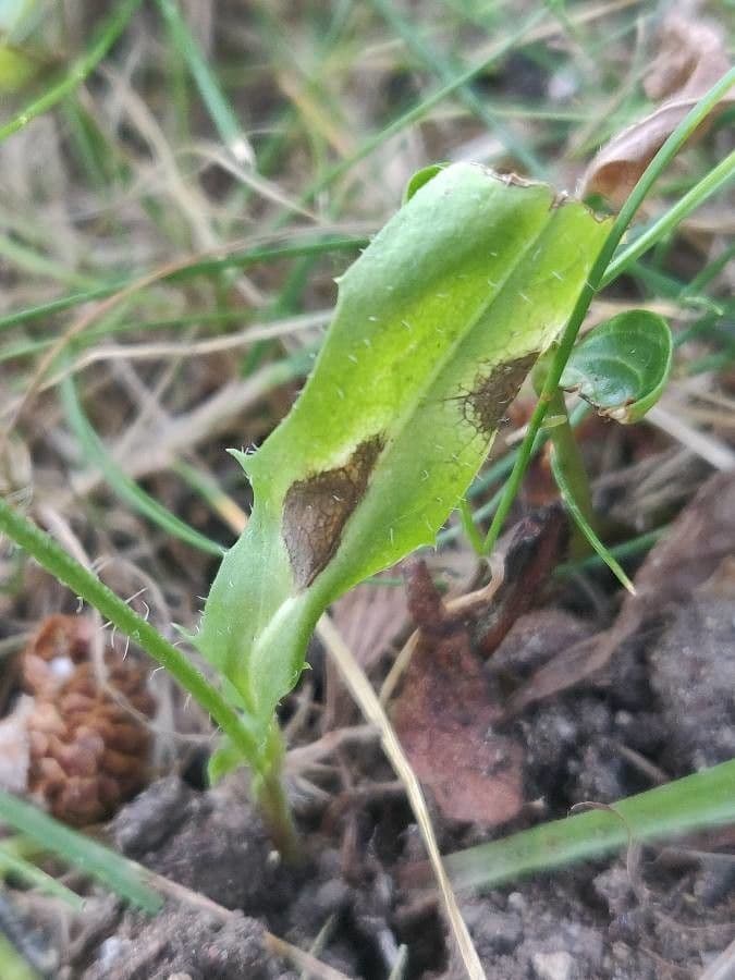 Radicchiella setolosa 16