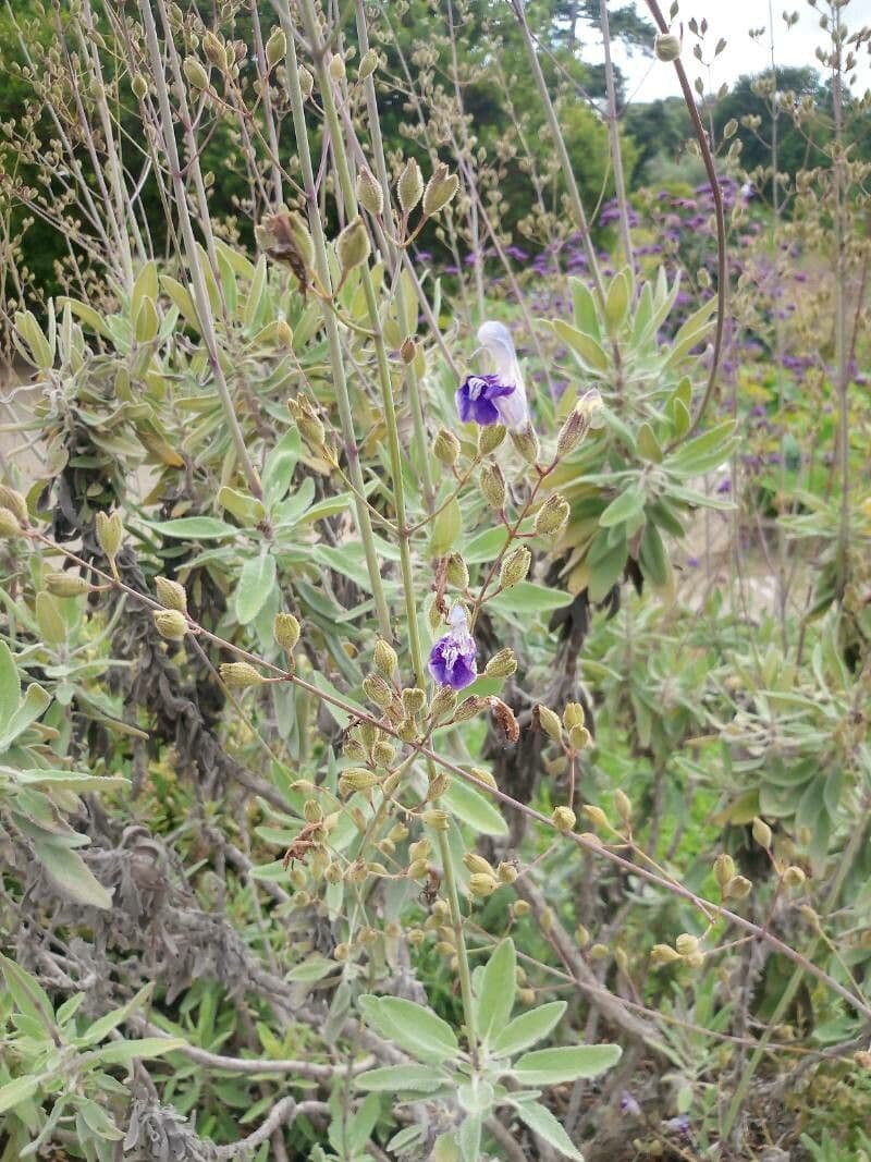 Salvia candelabro 2