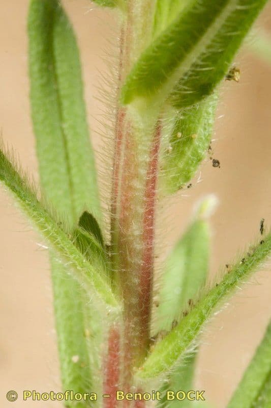 Onosma 21