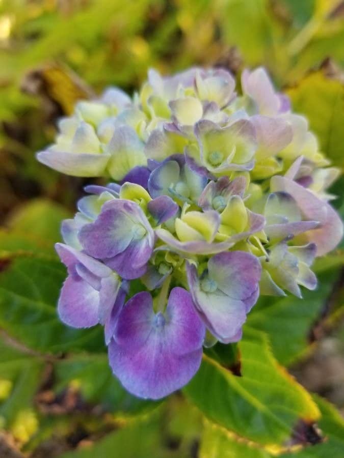 Hortenzie popelavá 5