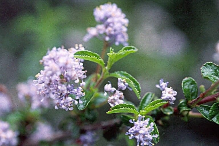Ceanothus 3