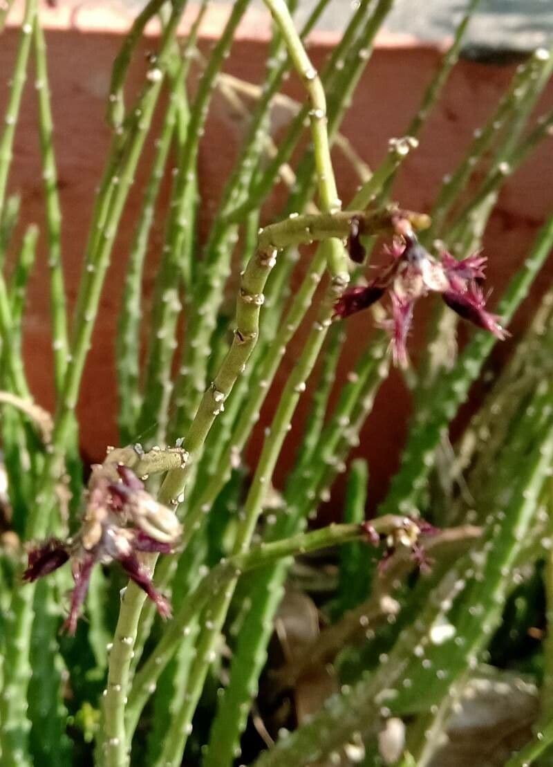 Caralluma