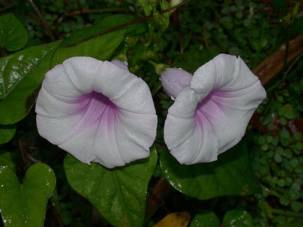 Ipomoea trifida 3
