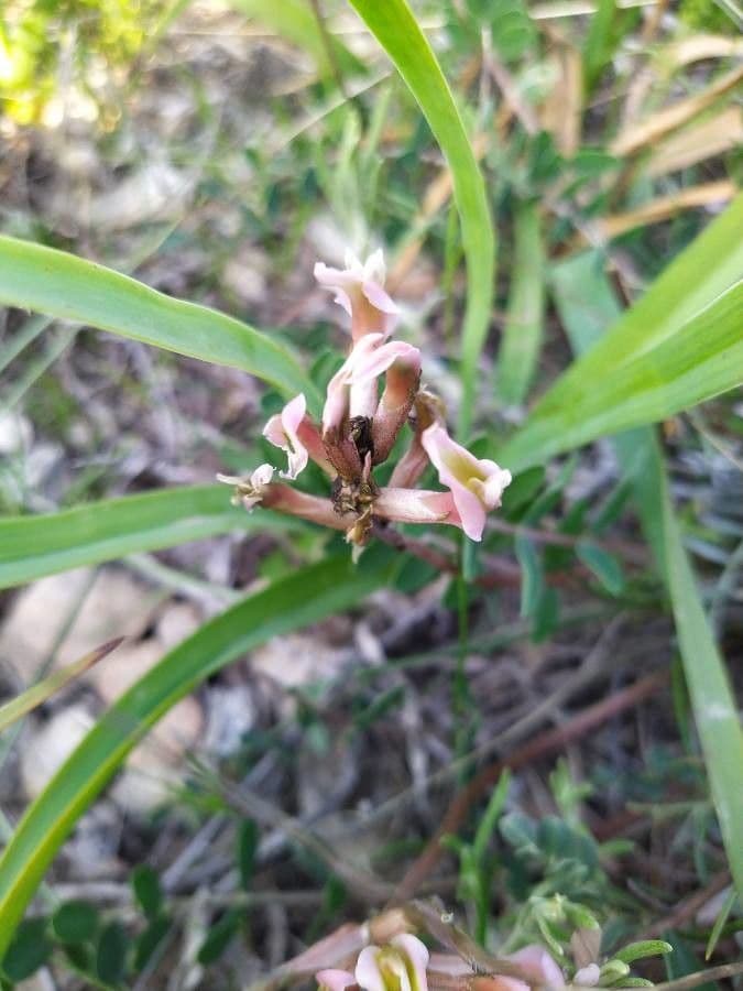 Astragalo 2