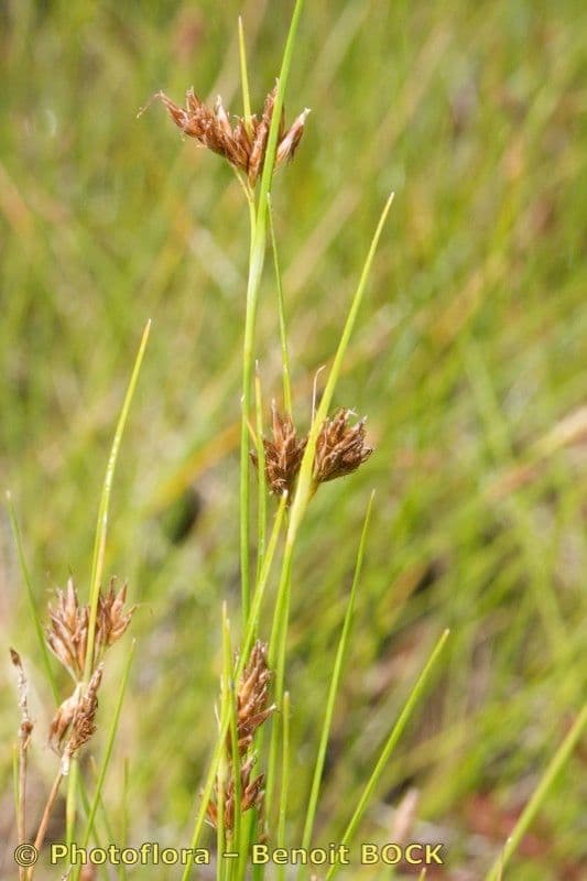 Rincoespora parda 21