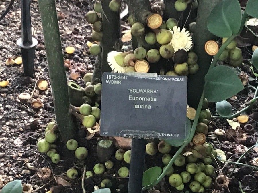 Lorbeerblättrige Eupomatia 2