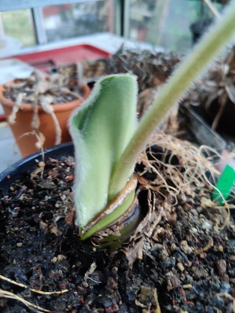Haemanthus nano 5