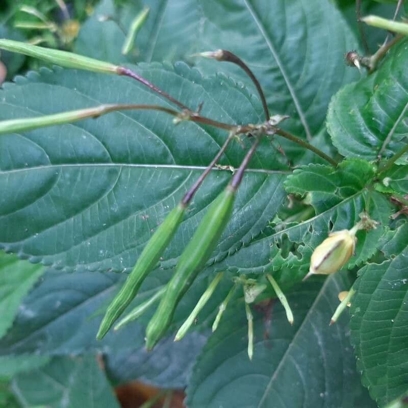 Balsamino