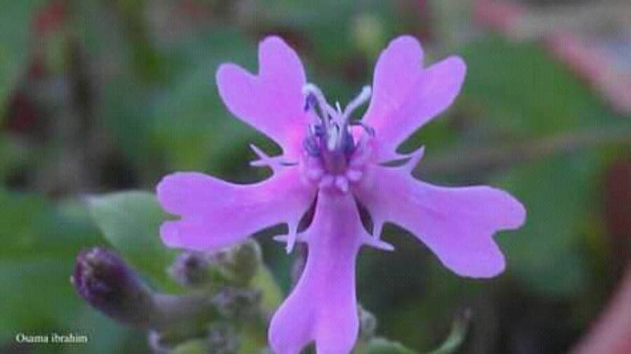 Silene 3