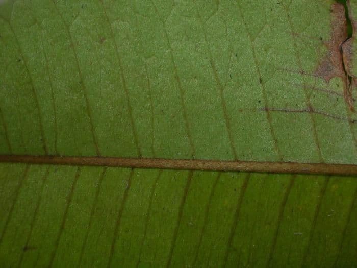 Olivenförmiger Stern 6