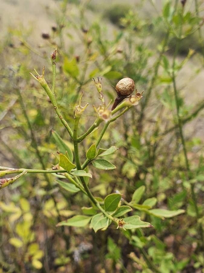 Großblütiger Jasmin 2