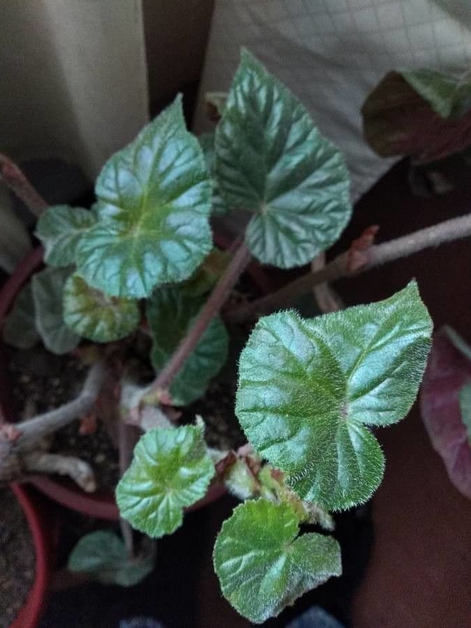 Begonia 2