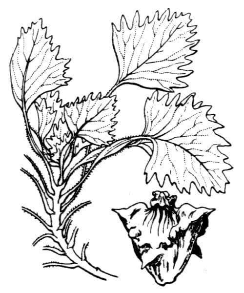 Castagna d'acqua 28