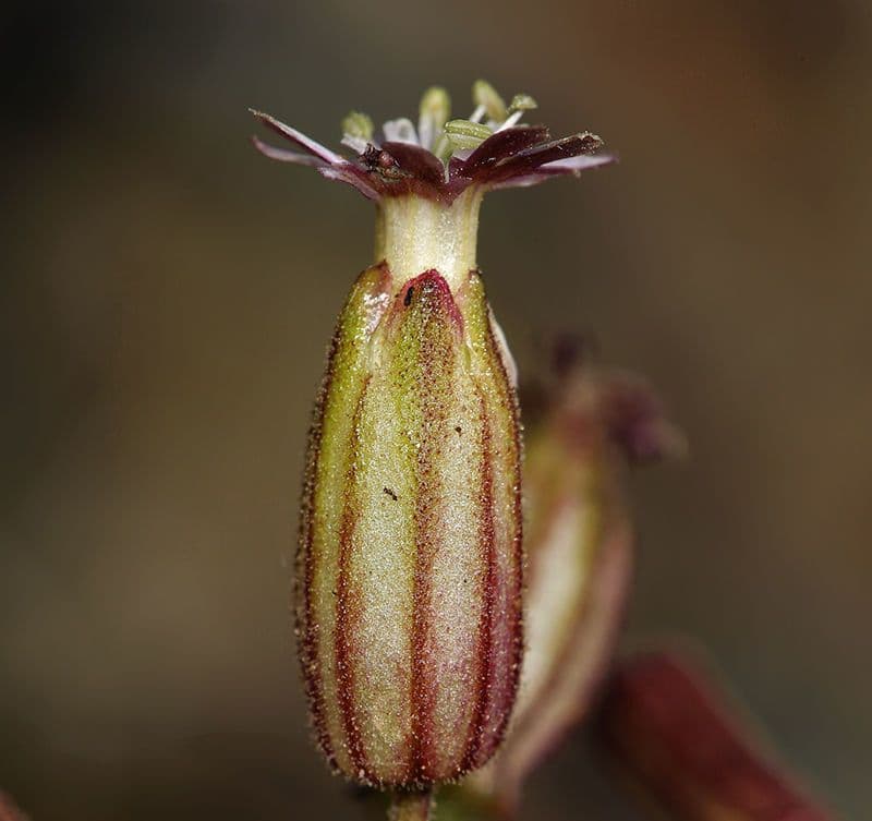 Campanula šedá 3