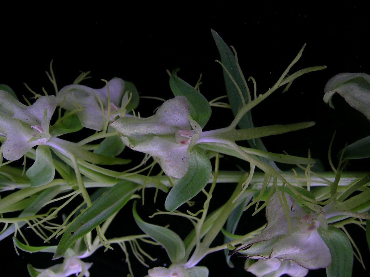 Habenaria 7