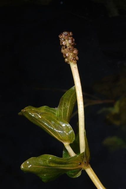 Brasca perfoliata 18