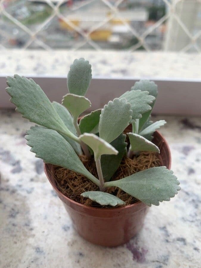 Kalanchoe 10