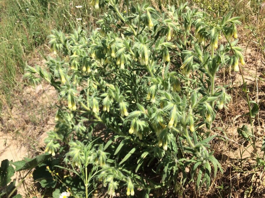 Onosma 19