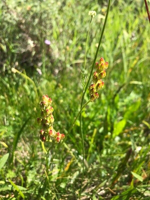 Asperula lepivá 6