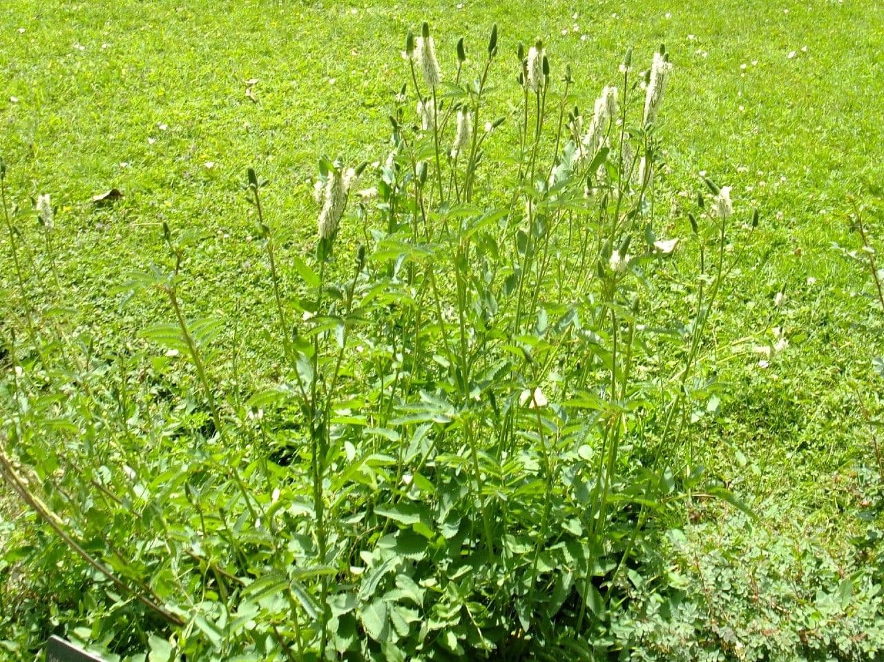 Sanguisorba canadese 10