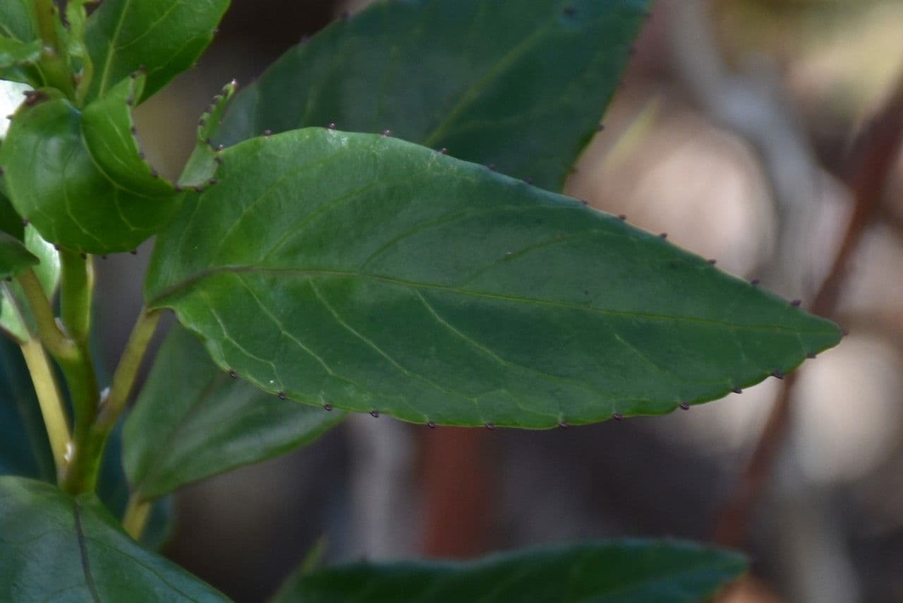 Faujasiopsis 7