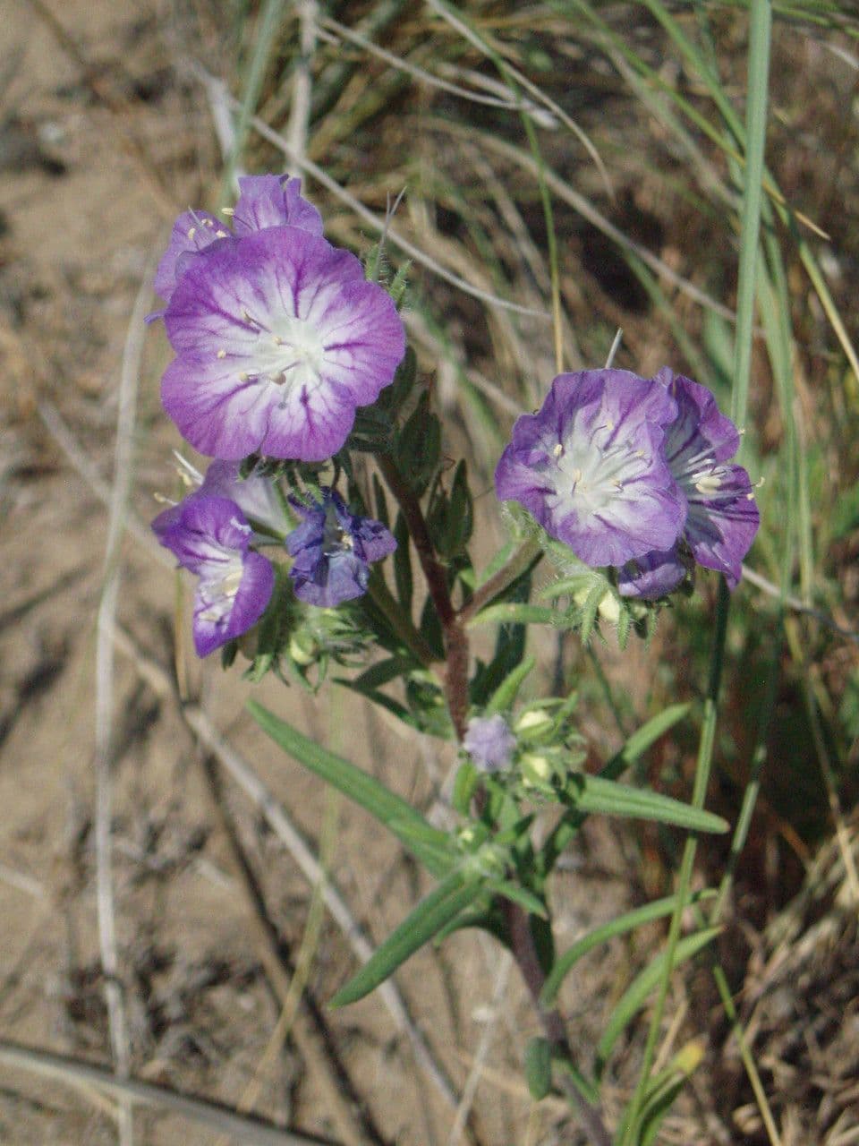 Linear-leaf phacelia 9