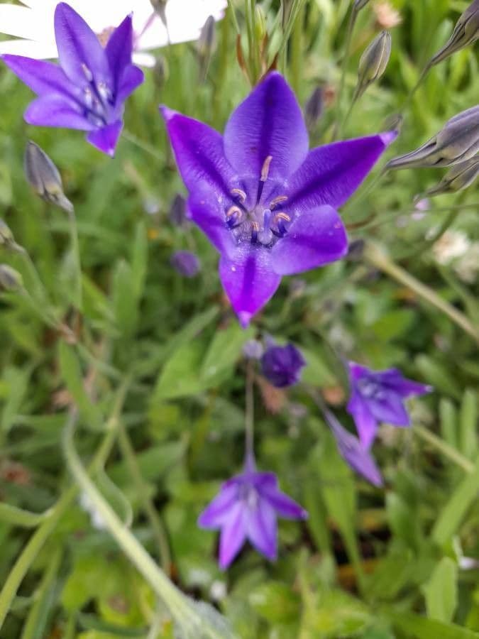 Triteleia laxa 3